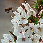 Biene und Kirschblüten